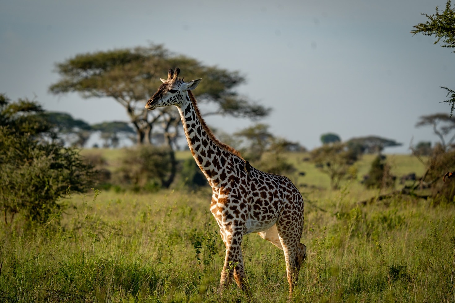 Creating Bespoke Itineraries for Exclusive Travelers